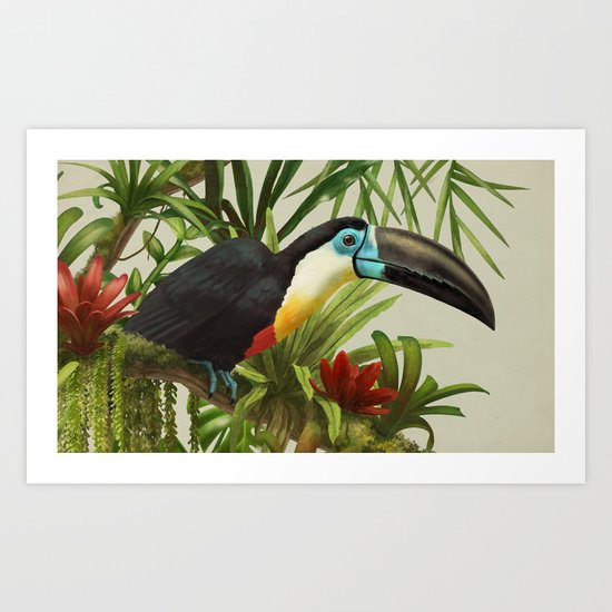 Channel- billed toucan vintage illustration. Art Print