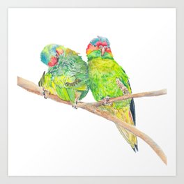 Musk Lorikeet Couple - watercolour painting of Australian birds Art Print