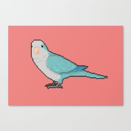 Pixel / 8-bit Parrot: Blue Quaker Parrot Canvas Print