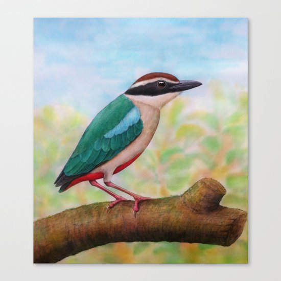 Fairy Pitta Canvas Print