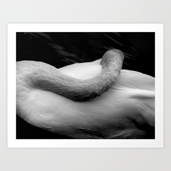 Cisne Art Print