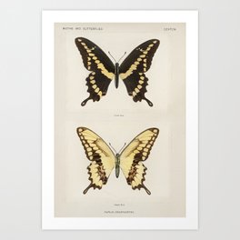Giant Swallowtail | Moths and Butterflies of the United States | Vintage Butterflies | Art Print