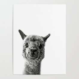 Alpaca Love Poster