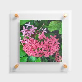 Mexico Photography - Pink Flowers Surrounded By Leaves Floating Acrylic Print