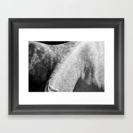 Horses Photography | White Mane Framed Art Print