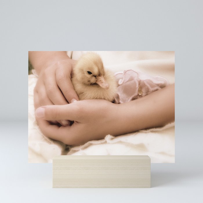 Duckling in Hand Mini Art Print