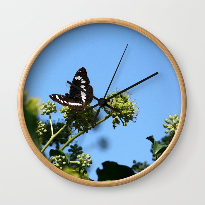 Limenitis reducta Wall Clock Limenitis reducta Wall Clock