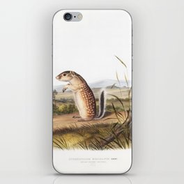 Mexican Marmot Squirrel  from the viviparous quadrupeds of North America (1845) illustrated by john james audubon iPhone Skin