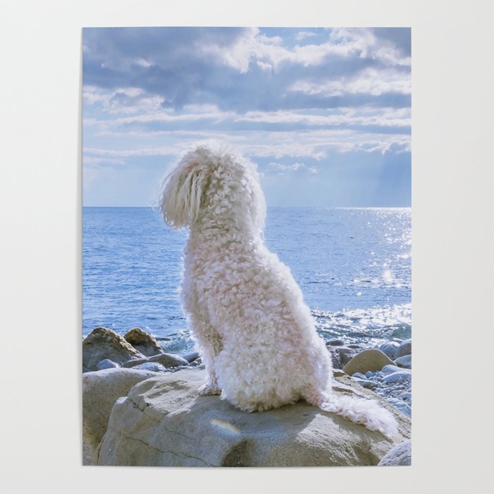 Beige Poodle Sitting On White Stone Poster