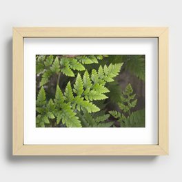 Maidenhair fern Recessed Framed Print