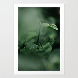 After The Storm Art Print