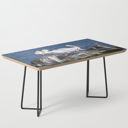 White Pelicans Coffee Table