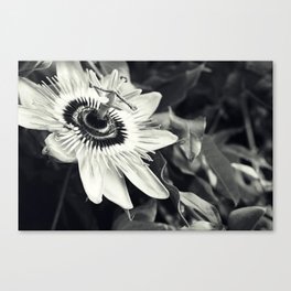 Passionflower - Tropical Orchid Floral black and white photograph Canvas Print