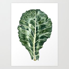 Collard leaf watercolor Art Print