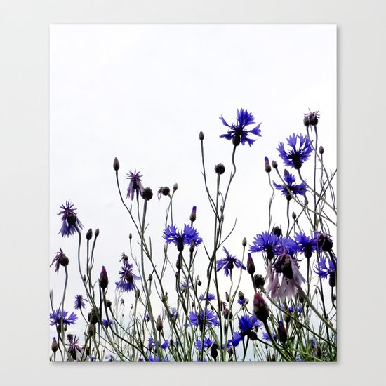 Cornflowers blue Canvas Print