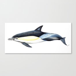 Common dolphin (Delphinus delphis) Canvas Print