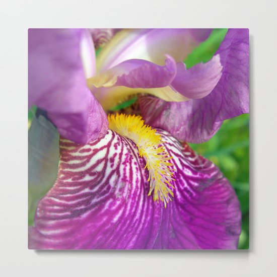 lily macro III Metal Print