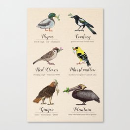 Birds, Herbs, and their Uses: Second Set Canvas Print