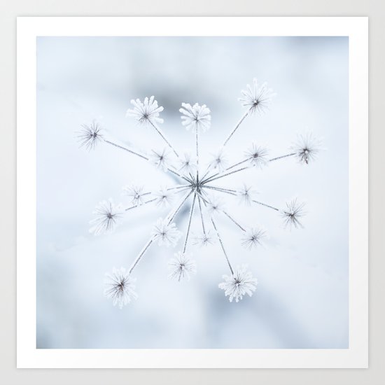 Beautiful Dry Flower with Ice Crystals Art Print