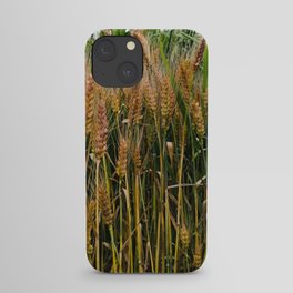 Summer wheat field in the countryside iPhone Case