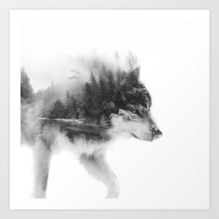 Wolf Stalking Kunstdrucke Wolf Stalking Kunstdrucke