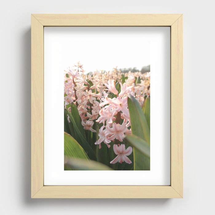 Hyacinth Fields  Recessed Framed Print