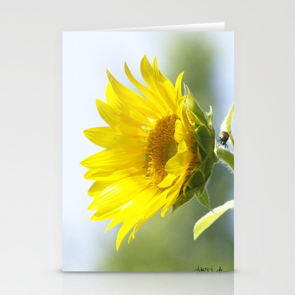Ladybug and it's Sunflower Stationery Cards