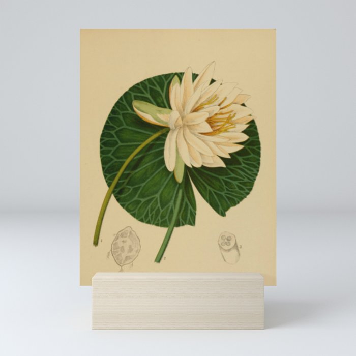 Water Lily Mini Art Print