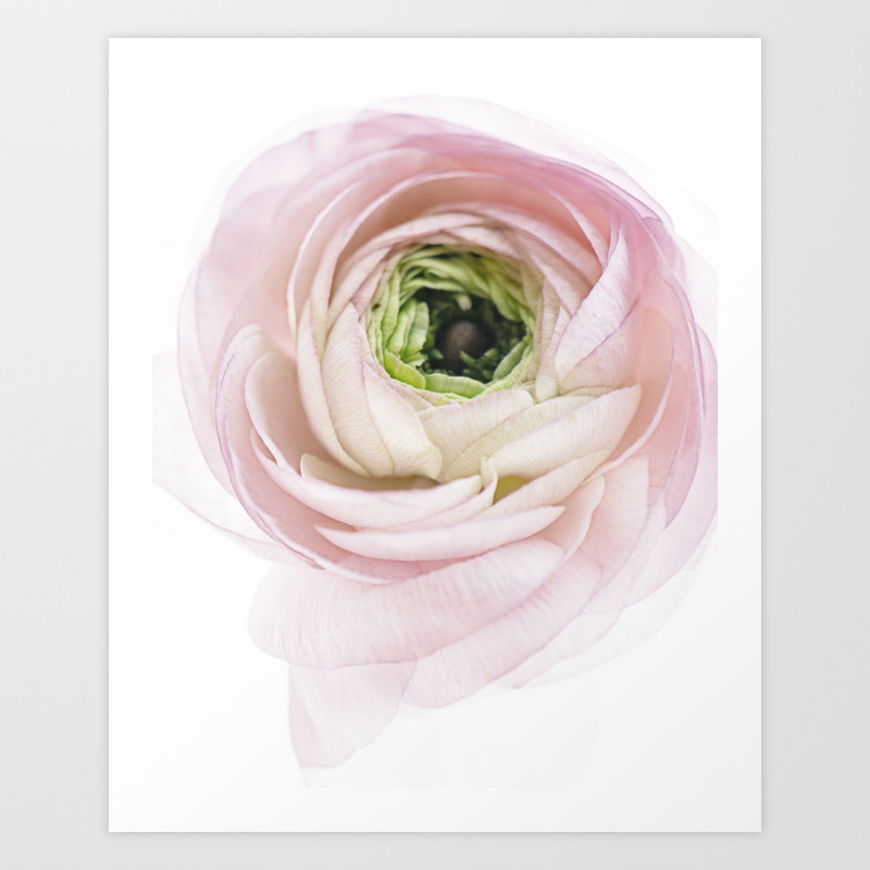Pink Ranunculus Flower I Art Print By Purenaturephotos Society6
