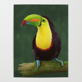 TOUCAN colored pencils drawings Poster