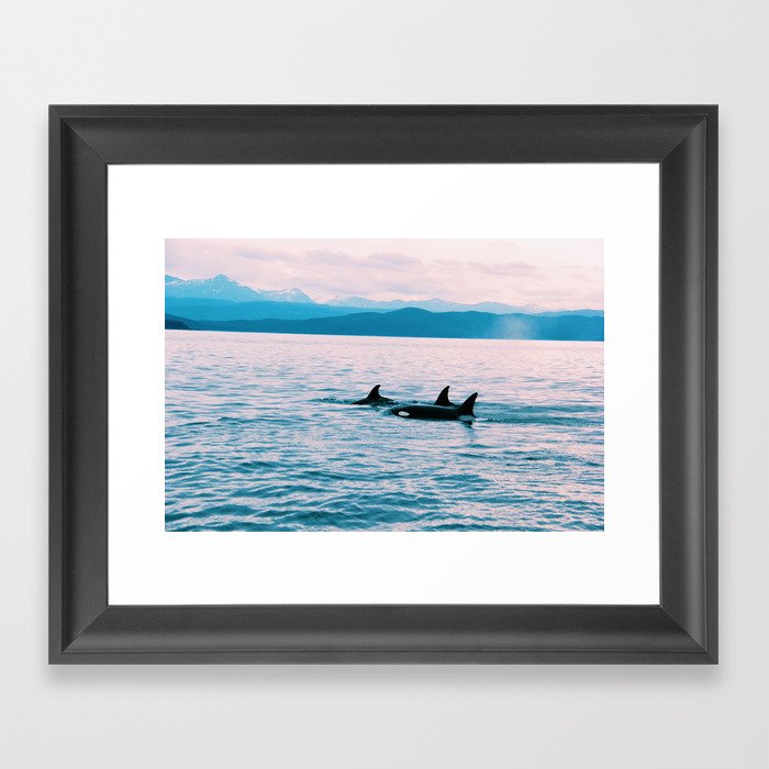 Orcas Swimming Through the Evening Framed Art Print
