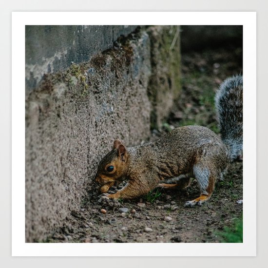City Squirrel Art Print