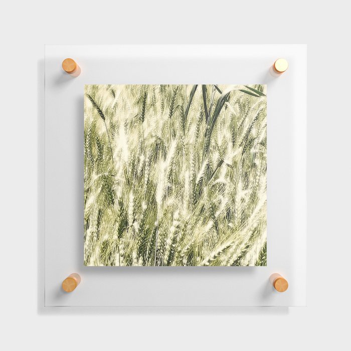 Field, crops, fields, spring, summer, gold, green, rural, farm, farming, landscape, nature, botanical, farms, leaves, wheat, barley, graphic-design, digital, photography,  Floating Acrylic Print
