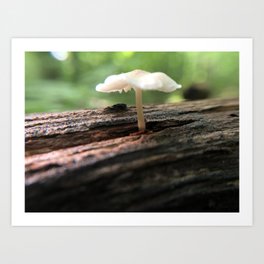 Mushroom on a Log Art Print