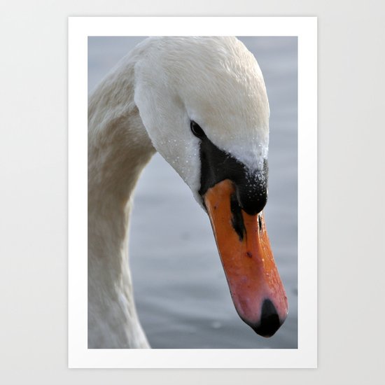 Swan portrait 2 Art Print