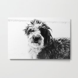 black and white photo of sheepadoodle Metal Print