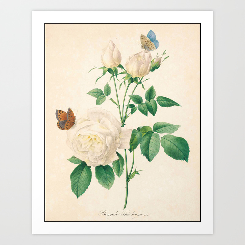 Rose Flower Color Pencil Hand Drawing Art Print By Theyoungdesigns