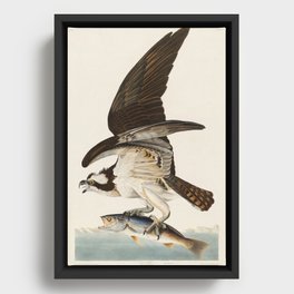 Fish Hawk, or Osprey from Birds of America (1827) by John James Audubon Framed Canvas
