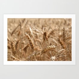 Golden wheat summer,  farming pattern - France - Travel photography Art Print