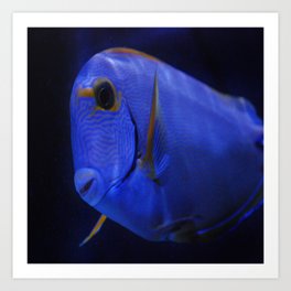 blue Tang 3 Art Print | Digital, Photo, Animal, Nature 