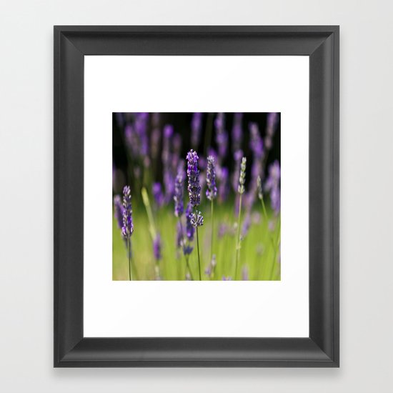 Field of Lavender Framed Art Print