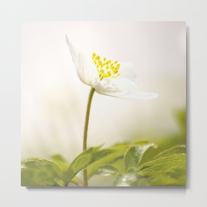 Wood Anemone Blooming in Forest #decor #society6 #buyart Metal Print