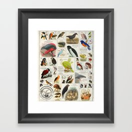Birds Generated by A.I. (These Birds Do Not Exist 4) Framed Art Print