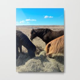 Icelandic Horses Metal Print