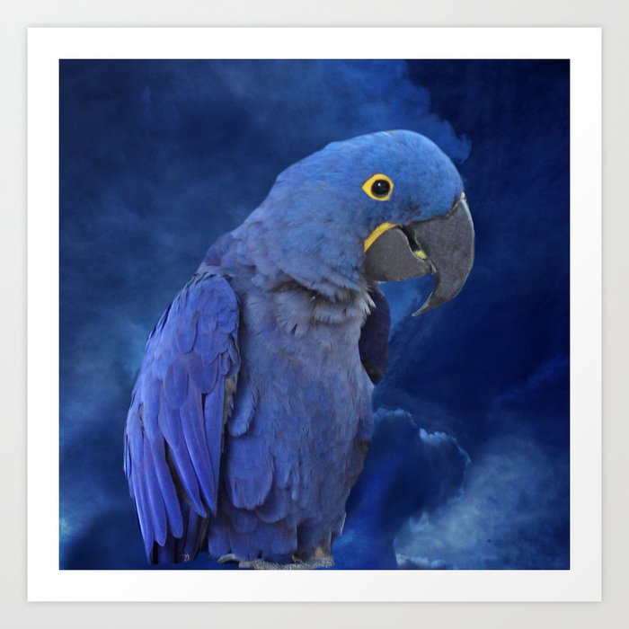 Hyacinth Macaw Art Print