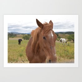 Horse Profiles Art Print