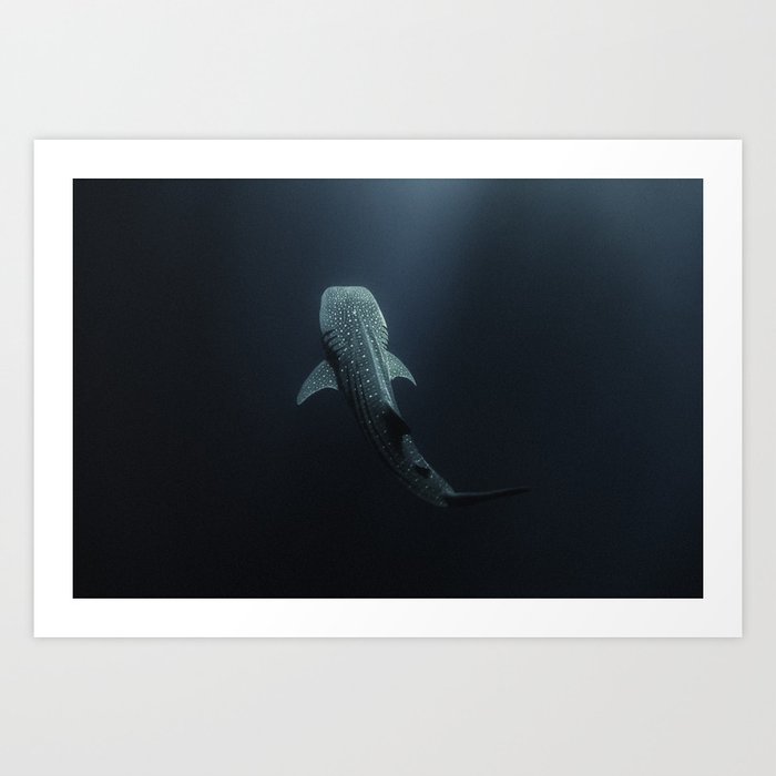 Whale Shark 210224-9C1A3508 Art Print
