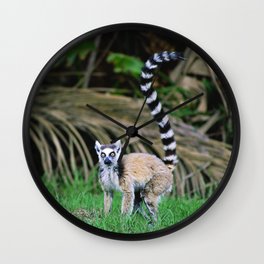 Madagascar's Exotic Ringtail Lemur Wall Clock