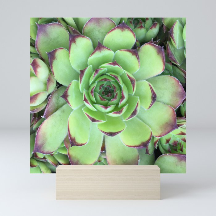 Green and Red Succulent Photo Mini Art Print