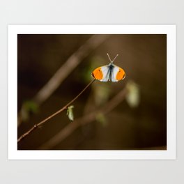 Butterfly White and Orange Art Print
